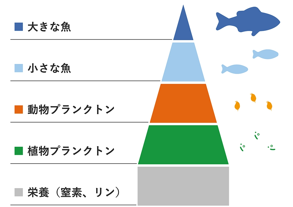 海の中での食物連鎖ピラミッド（栄養が不足していて細いピラミッド形状
