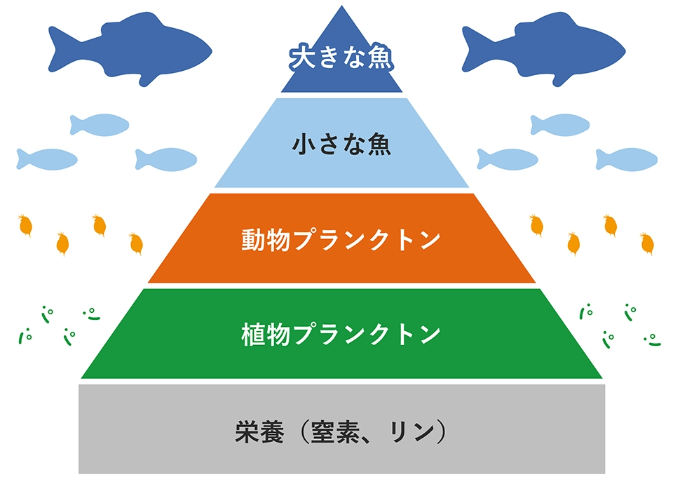 海の中での食物連鎖ピラミッド（栄養が十分できれいなピラミッド形状