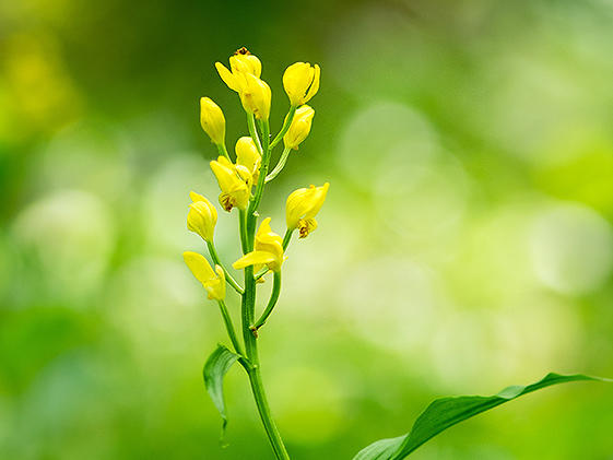 清瀬・技術研究所雑木林に咲くキンラン