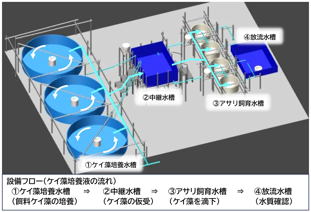 ケイ藻培養水槽で培養した餌料ケイ藻を、中継水槽を経てアサリ飼育水槽へ滴下し、放流水槽で水質を確認する設備フローを示した図