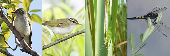 なんばパークスではこれまでに鳥類33種、昆虫類152種を確認。左からコサメビタキ（大阪府レッドリスト／絶滅危惧Ⅱ類）、センダイムシクイ（同／準絶滅危惧）、ウスイロササキリ、オオシオカラトンボ